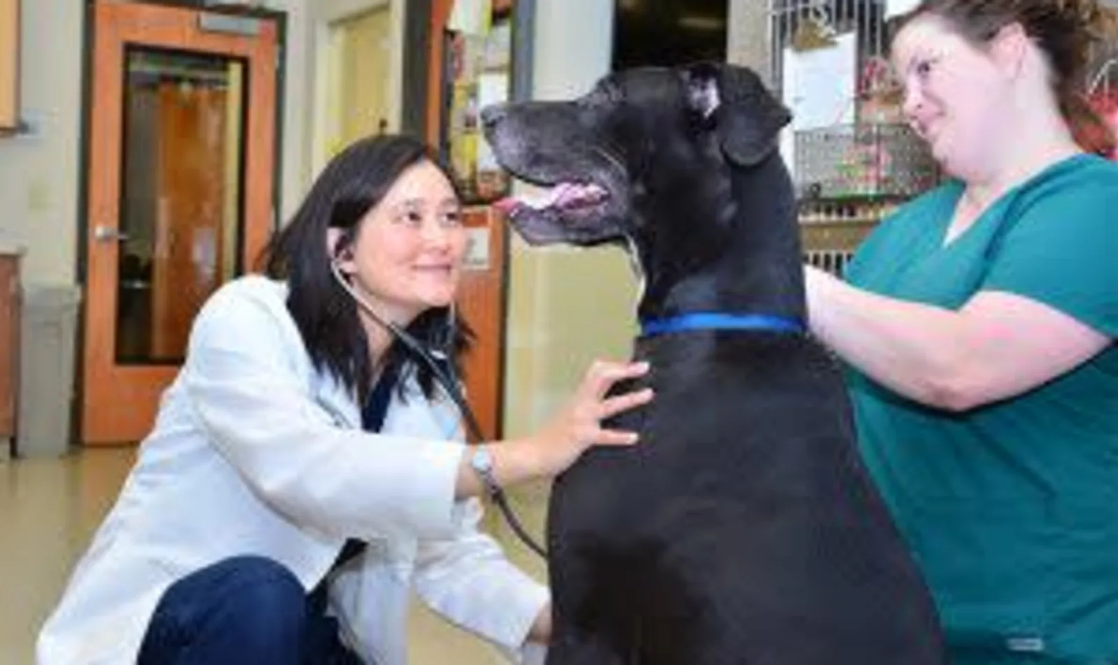 NVS Veterinarian Internist and staff examining a patient